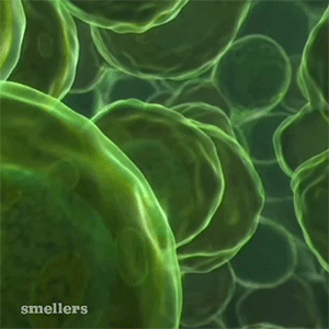 Classy Cedarwood - Neutraliza Olores