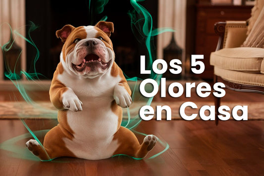 Los 5 Olores Más Comunes en el Hogar y Cómo Deshacerse de Ellos (¡Con una Sonrisa!)