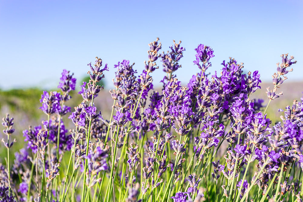 ¿A qué huele la Lavanda?