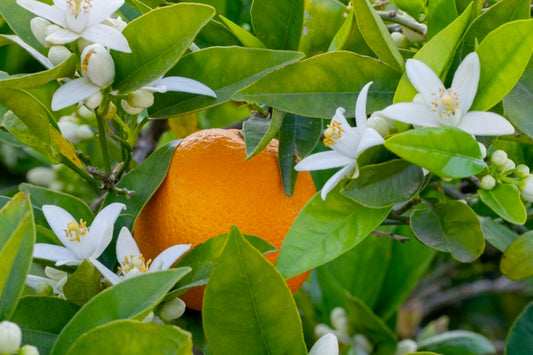 ¿A qué huele la Flor de Naranja?