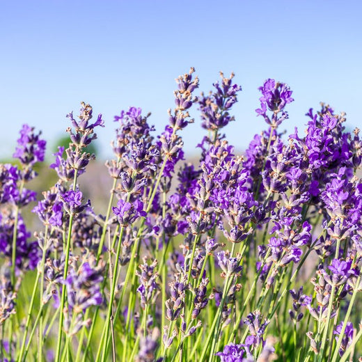 Lavanda