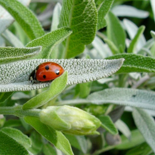 Salvia